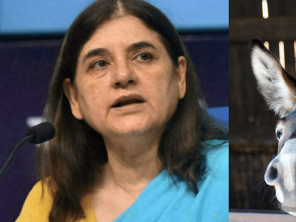 `கழுதைப்பால் சோப்பு பெண்கள் உடலை அழகாக வைத்திருக்கும்' - சர்ச்சைக்குள்ளான மேனகா காந்தியின் பேச்சு! 
