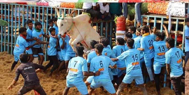 ஜல்லிக்கட்டு