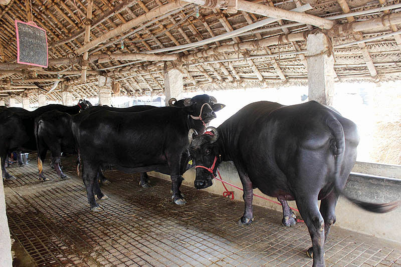 எருமைகள்