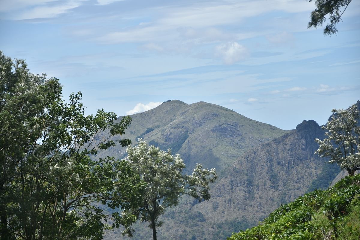மாஞ்சோலை