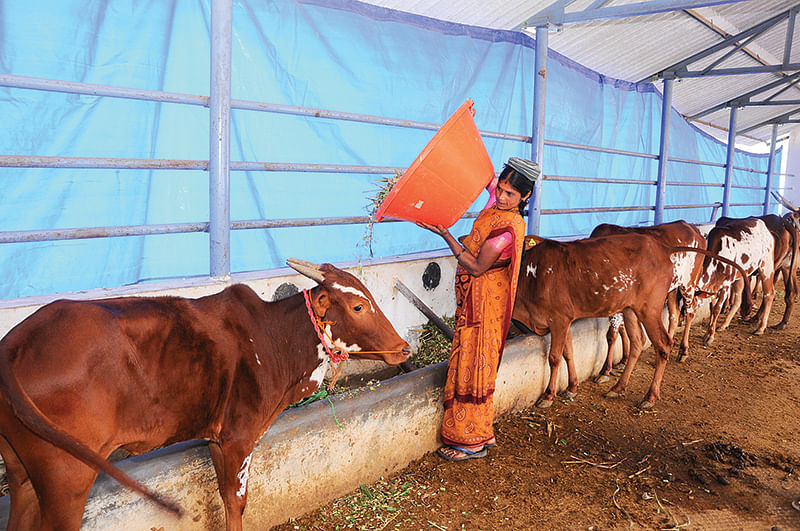 மாடுகளுக்குத் தீவனம்