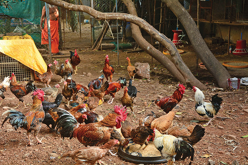 நாட்டுக்கோழிகள்