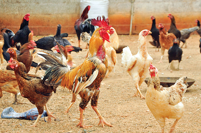 நாட்டுக்கோழிகள்