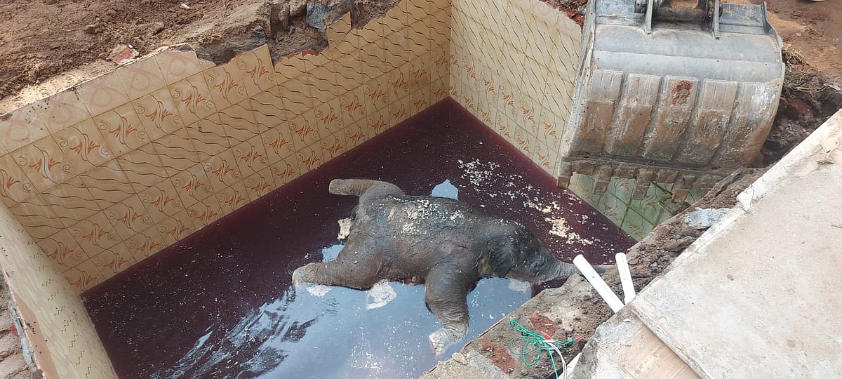 நடிகர் சத்யராஜ் சகோதரி வீட்டில் நடந்த சோகம்... தண்ணீர் தொட்டியில் விழுந்த யானை உயிரிழப்பு!