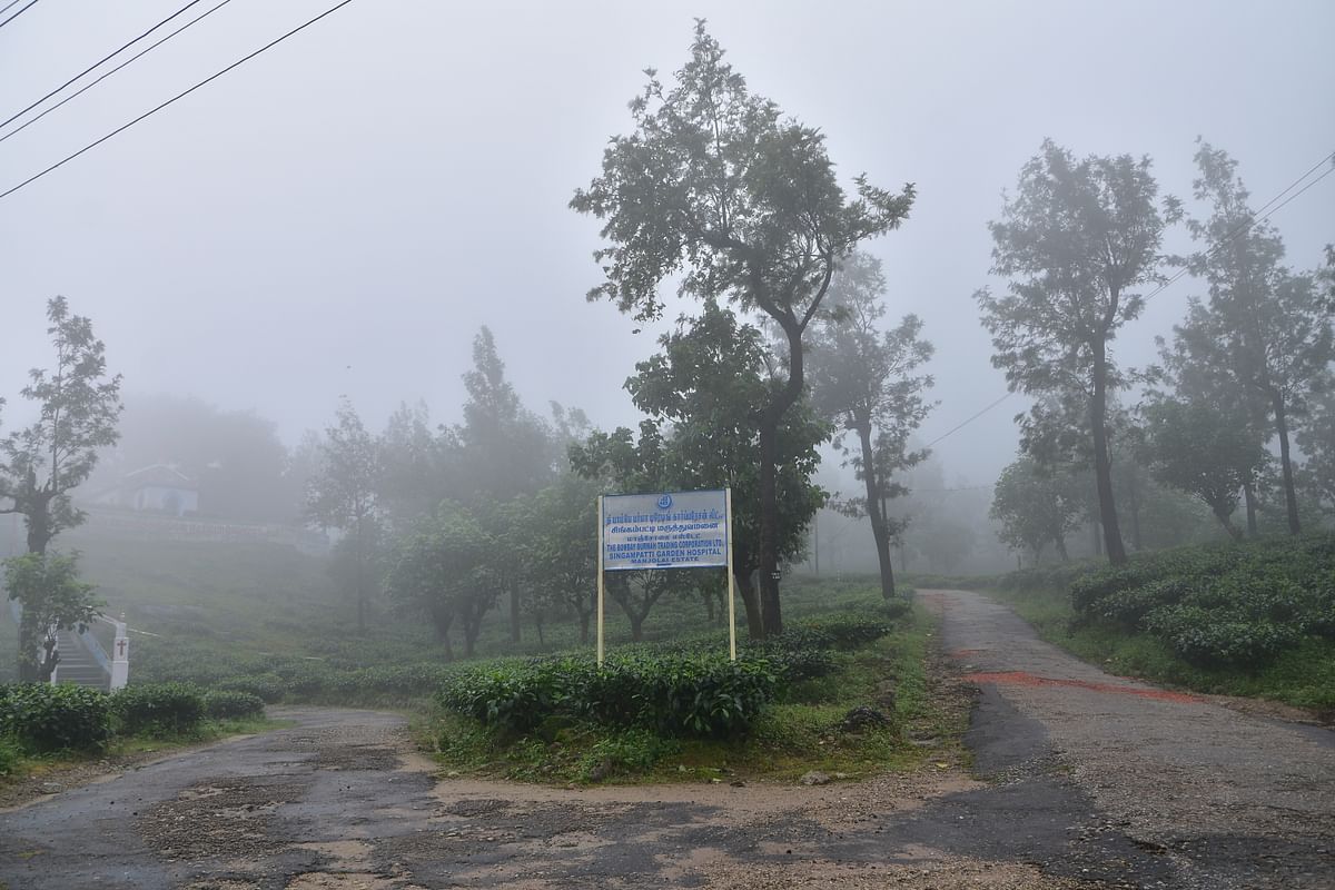 மாஞ்சோலை
