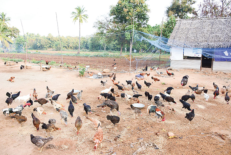 கோழி வளர்ப்பு