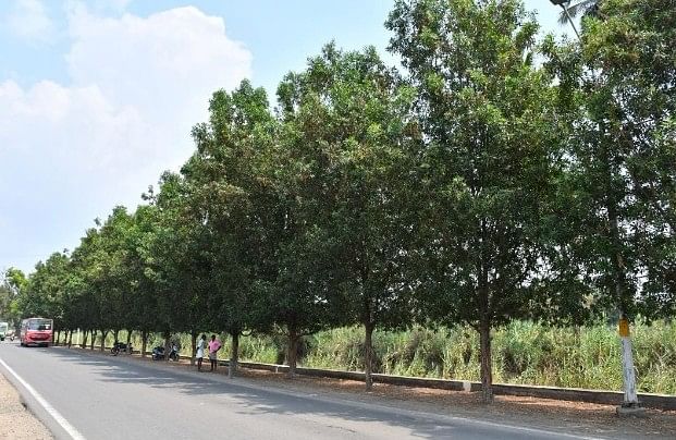 கோனோ கார்பஸ் மரங்கள்