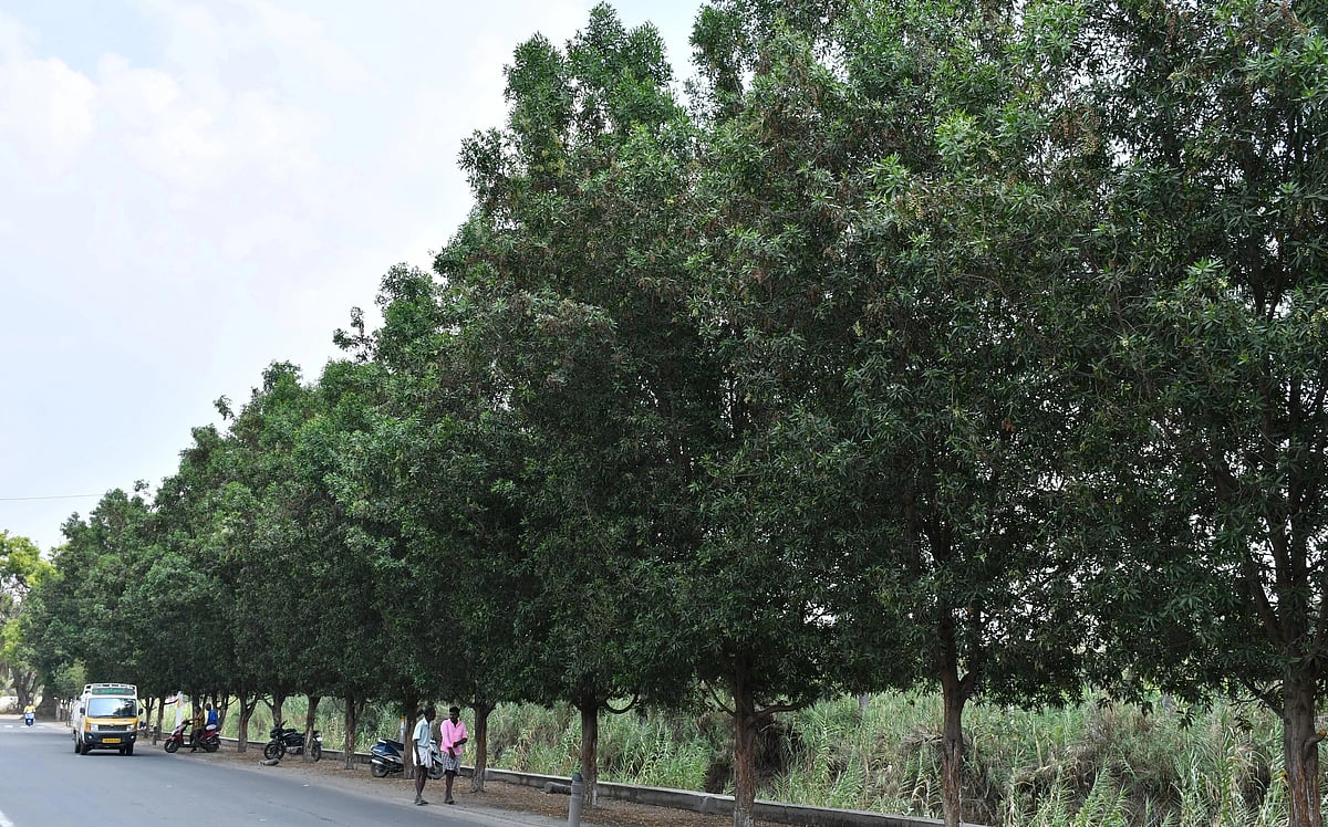 `ஆஸ்துமா, அலர்ஜி ஏற்படும்... கோனோ கார்பஸ் மரங்களை யாரும் வளர்க்காதீங்க' எச்சரிக்கும் நிபுணர்கள்!
