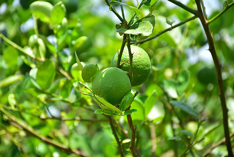 எலுமிச்சை