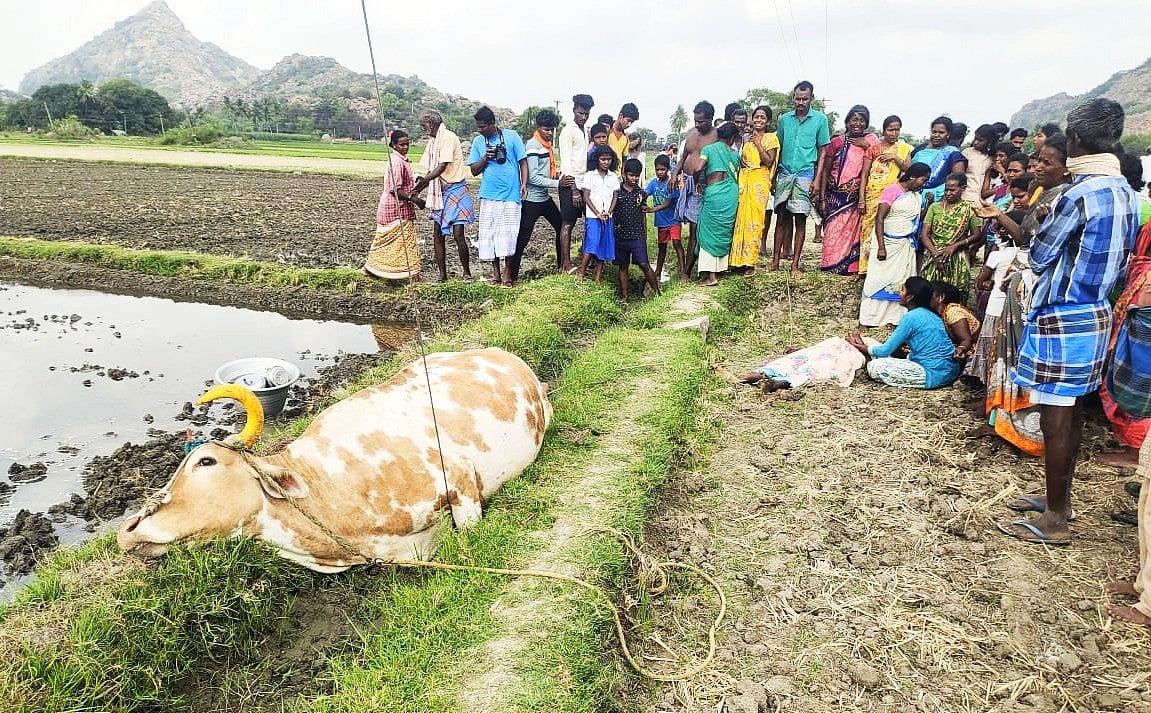 அறுந்துவிழும் மின்கம்பிகள்; அடுத்தடுத்து பறிபோன உயிர்கள்; அலட்சியத்தில் விழுப்புரம் மின்துறை!