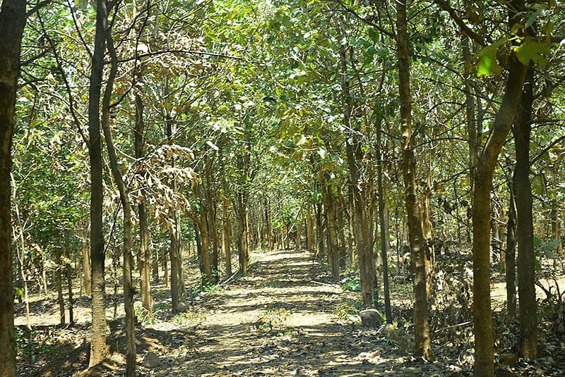 மரம் வளர்ப்பு