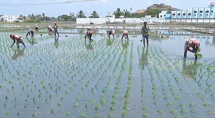 தென் மாவட்ட விவசாய பணிகளில் களமிறங்கிய வடமாநில தொழிலாளர்கள்.. காரணம் இதுதான்!