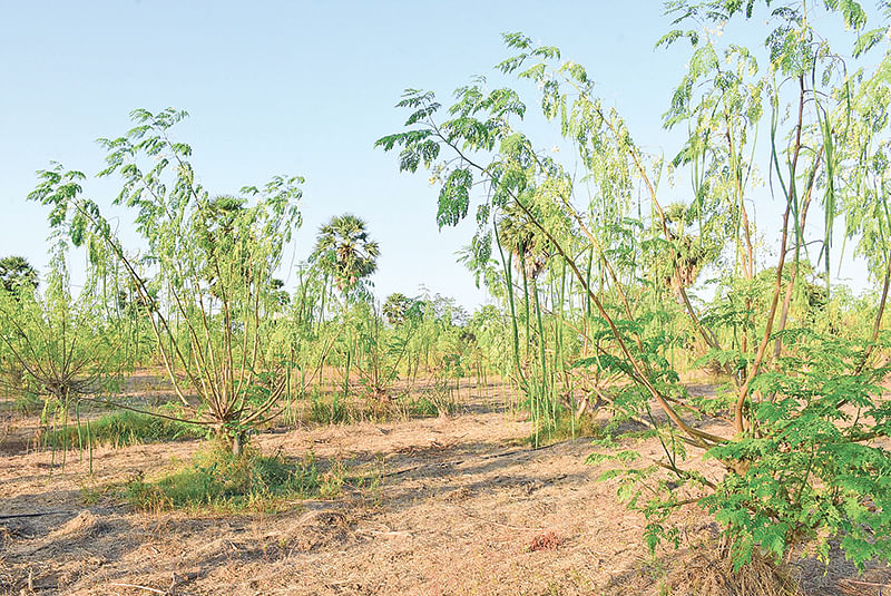 முருங்கை