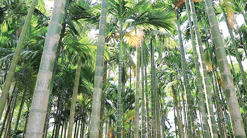 பாக்கு மரங்கள்