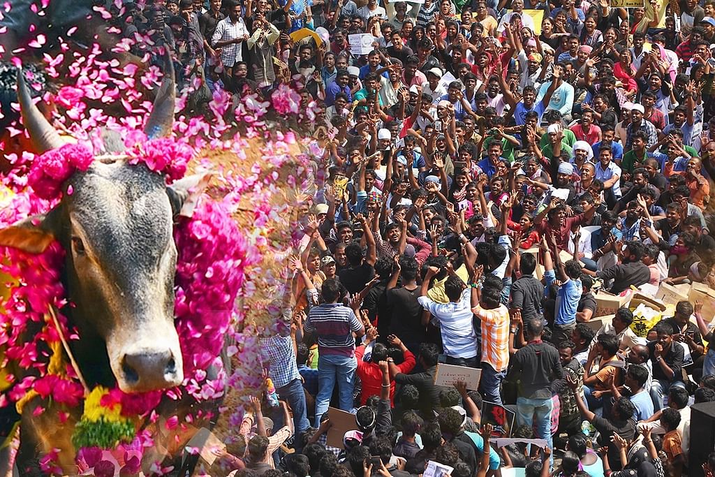 ஜல்லிக்கட்டுப் போராட்டம்