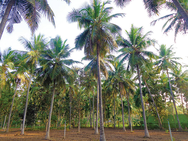 தென்னை