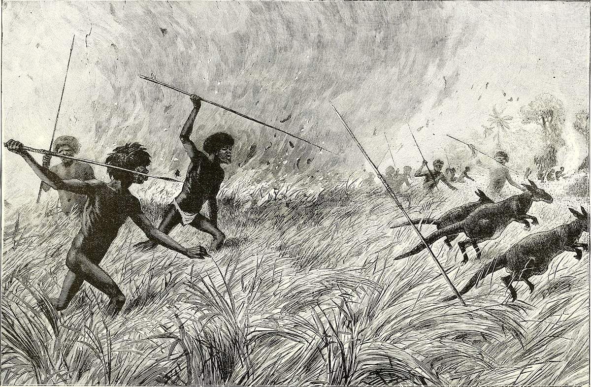 Kangaroo Culling | வேட்டையாடப்படும் கங்காருகள்