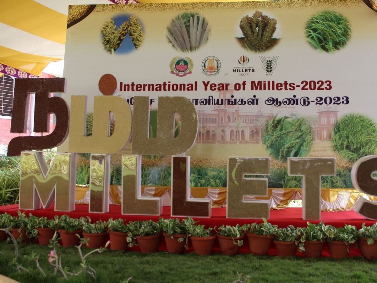 கோவை வேளாண் பல்கலைக்கழகத்தில் `சர்வதேச சிறுதானிய ஆண்டு - 2023' சிறப்புக் கண்காட்சி!