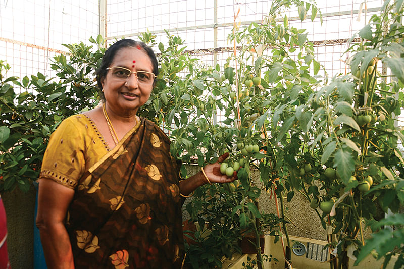 மாடித்தோட்டத்தில் ஜெயமங்களம்