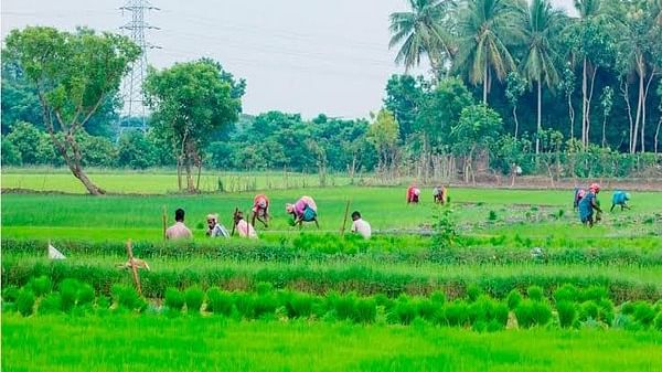 விவசாயப் பணி 