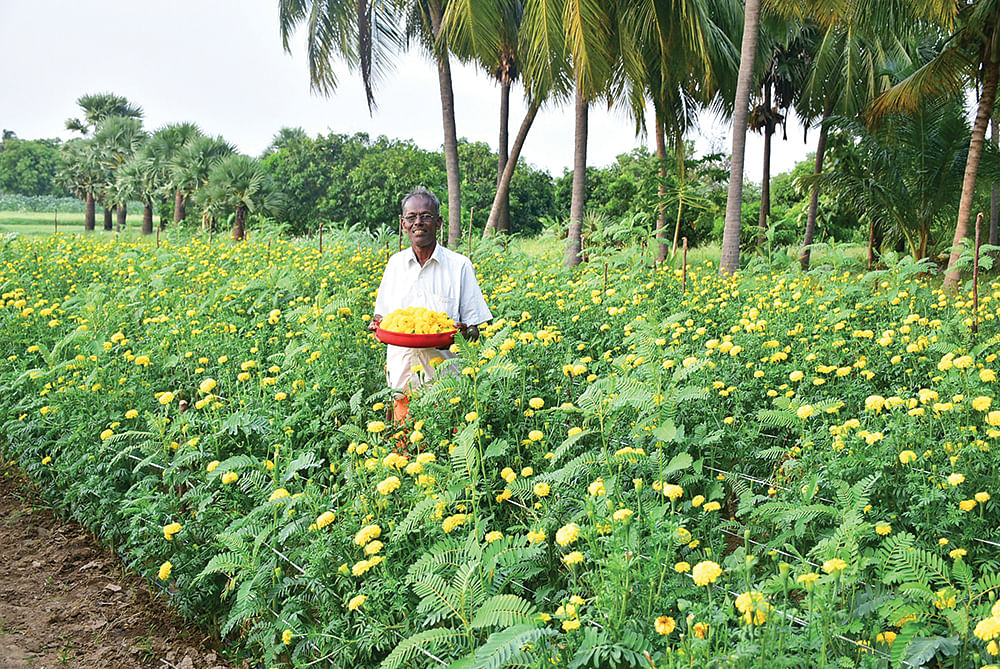 செண்டுமல்லித் தோட்டத்தில் காசி