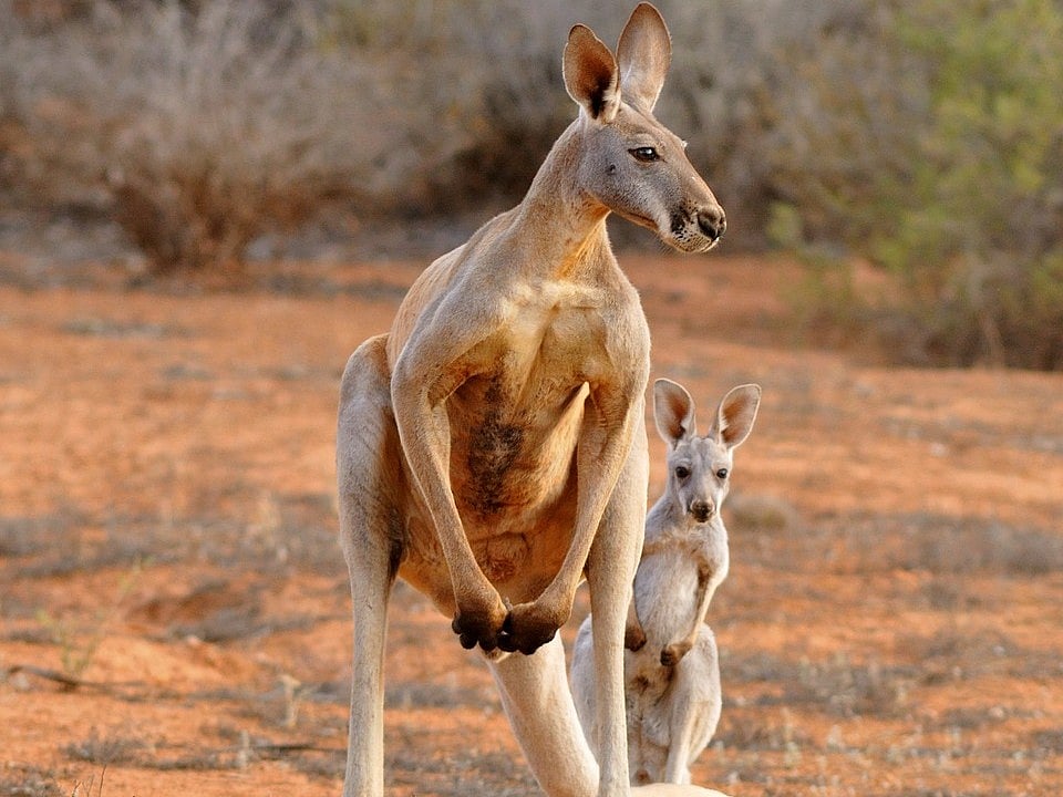 Одним из известных потомков современных кенгуру. Кенгуру беннета белый. Валлаби парри. Кенгуру в зоопарке москвы. Большой рыжий кенгуру.