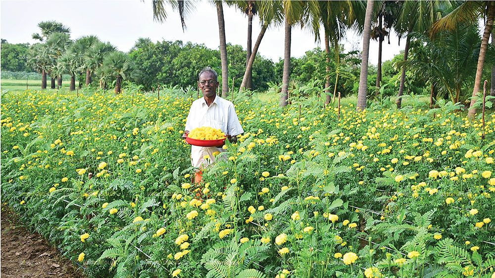 செண்டுமல்லித் தோட்டத்தில் காசி