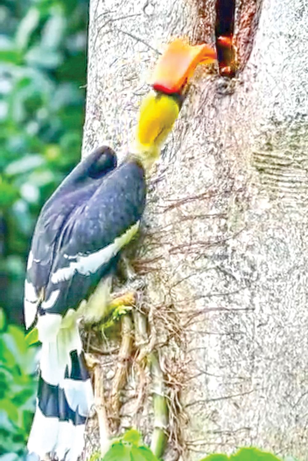 பெண் இருவாச்சிப் பறவை