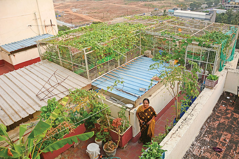 மாடித்தோட்டத்தில் ஜெயமங்களம்
