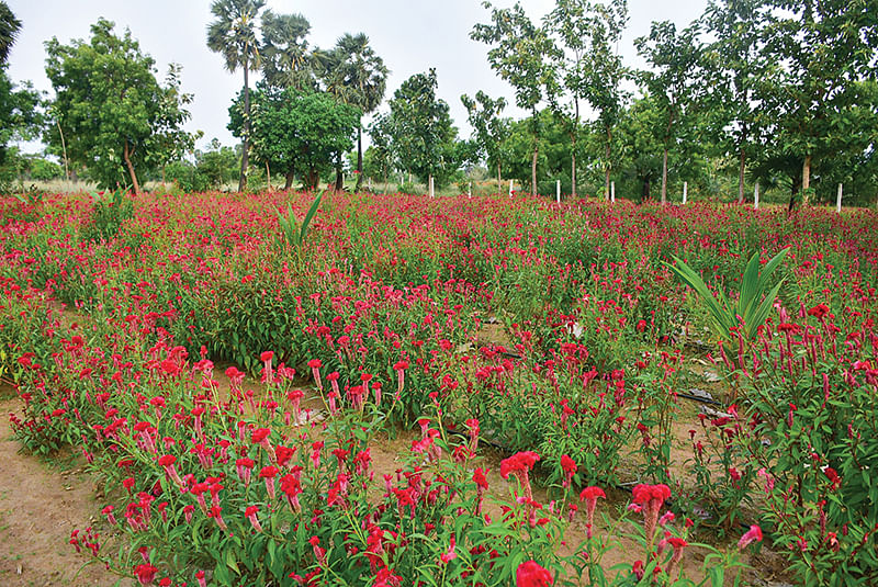 கோழிக்கொண்டைப்பூ தோட்டம்