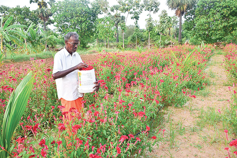 கோழிக்கொண்டைப்பூ அறுவடையில்
