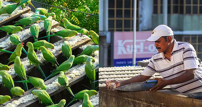 `எல்லாம் இந்தக் கிளிகளுக்காகத்தான் போராடுகிறேன்' - கிளிகள் பராமரிக்கும் சேகர் பேட்டி