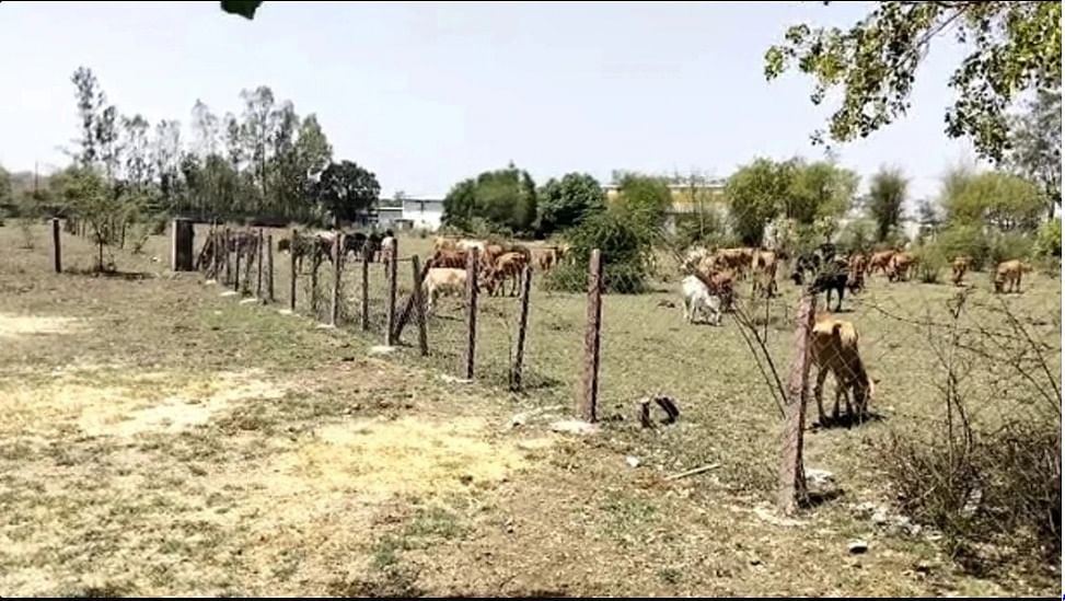 மாடுகள்