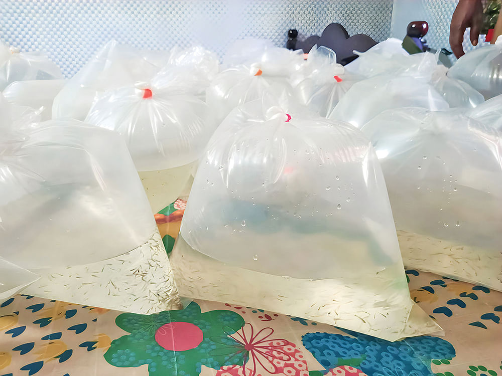 பறிபோகும் ‘பாலை மீன் குஞ்சுகள்’