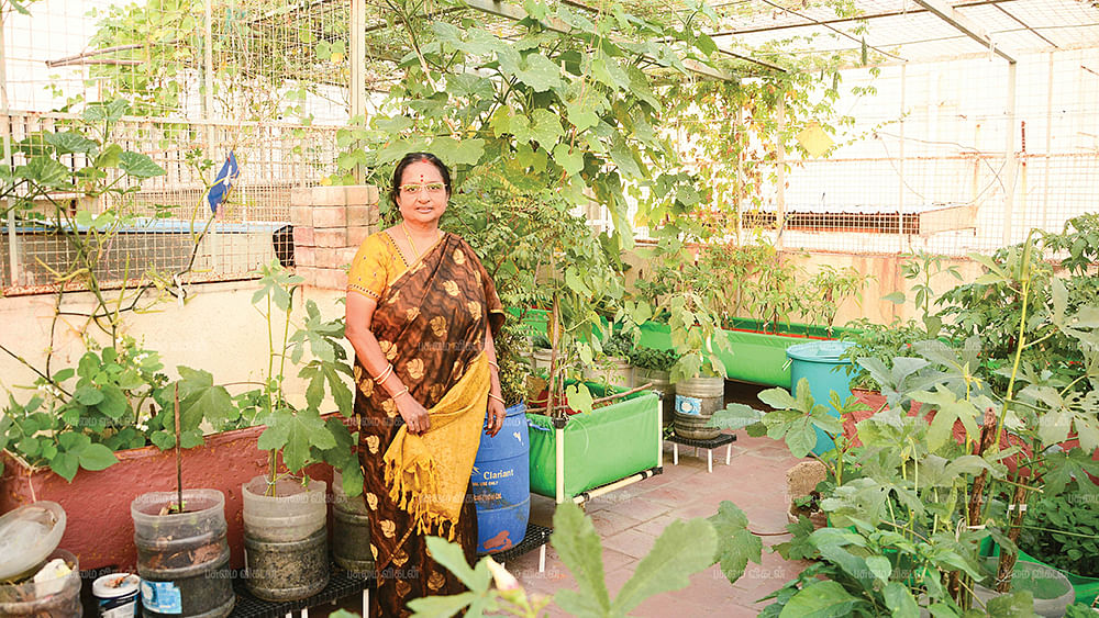 மாடித்தோட்டத்தில் ஜெயமங்களம்