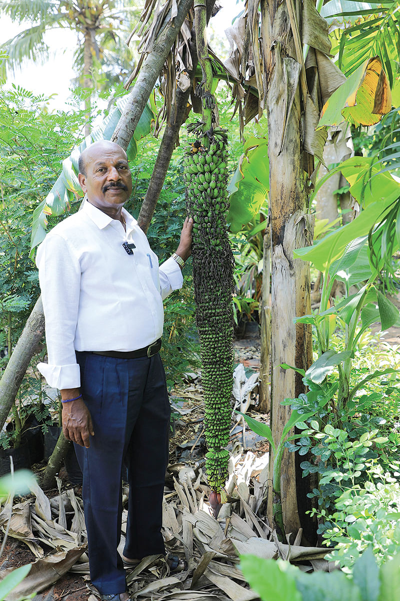 வாழையுடன்
