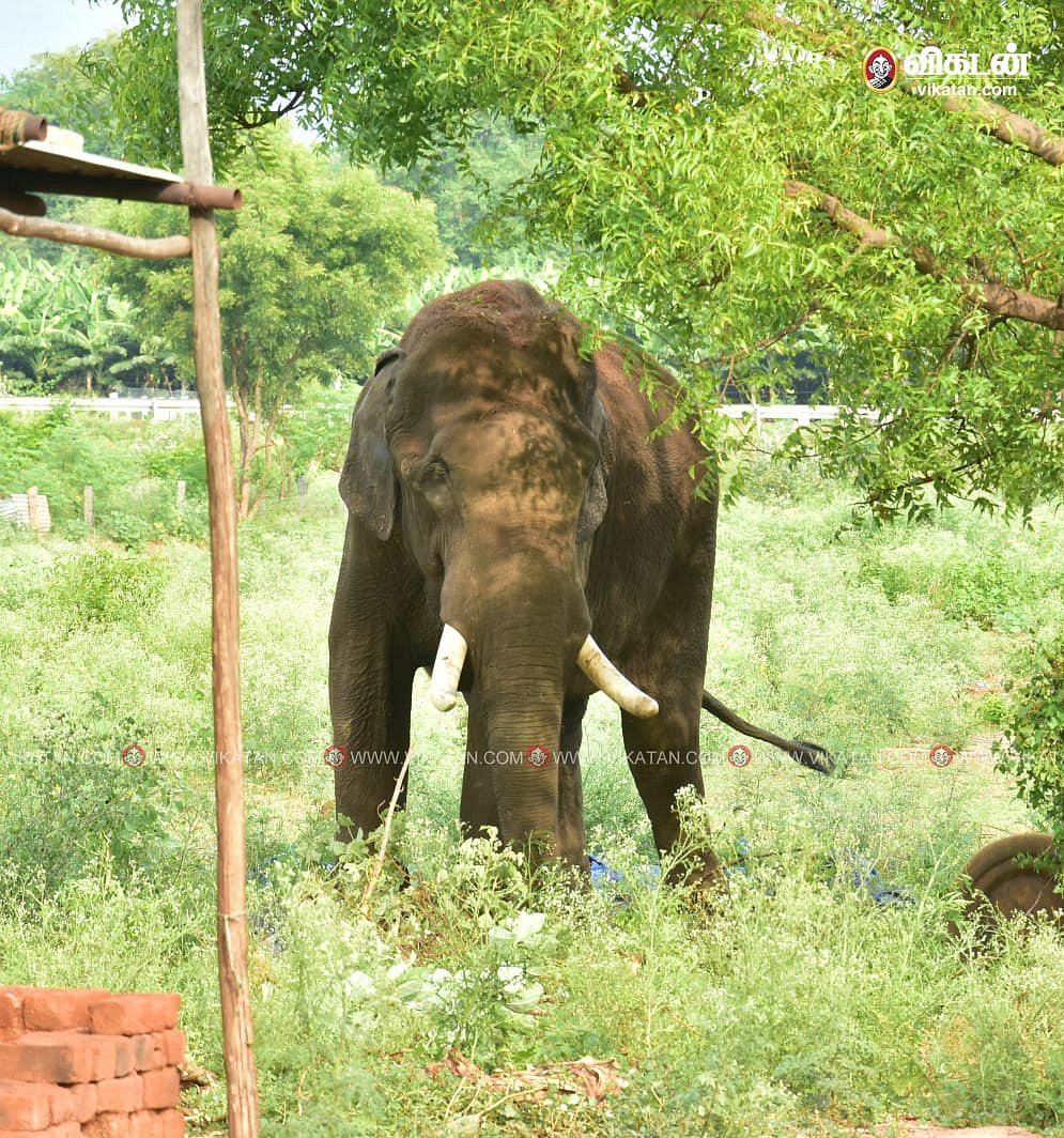 இரவோடு இரவாக 15 கி.மீ. பயணித்த அரிசி கொம்பன்... வனத்திற்குள் அனுப்ப கும்கி யானைகள் ஏற்பாடு!