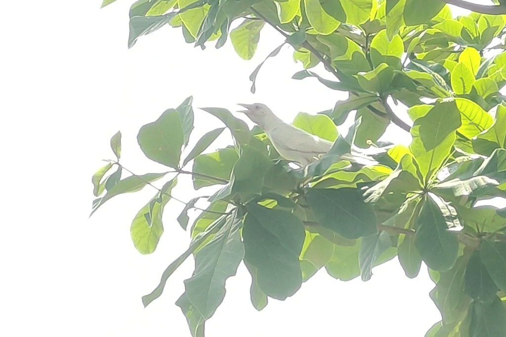 வெள்ளை நிற காகம்