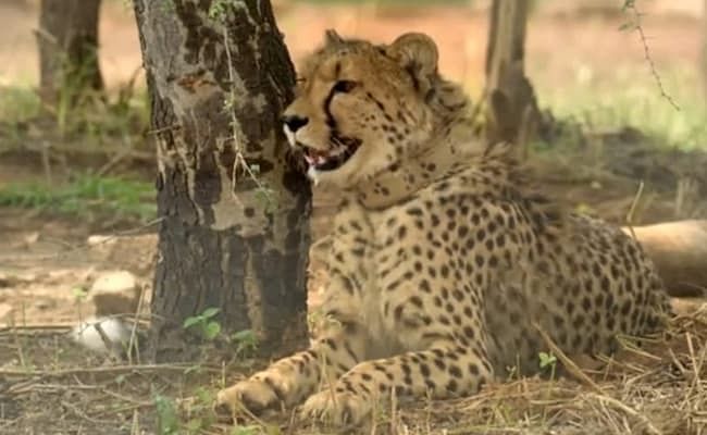 சிவிங்கிப்புலி