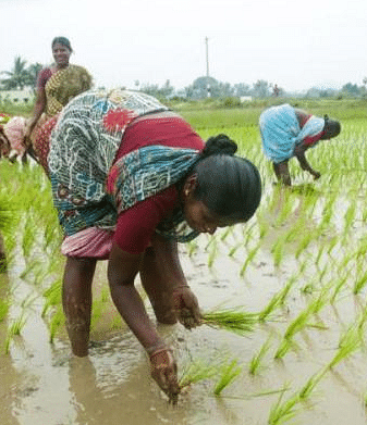 இயற்கை விவசாயத்தில் பெண் விவசாயிகள்