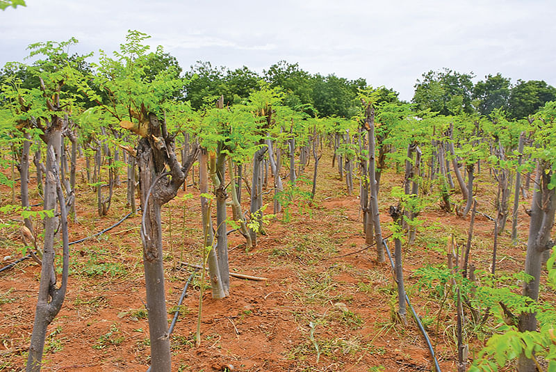 முருங்கை
