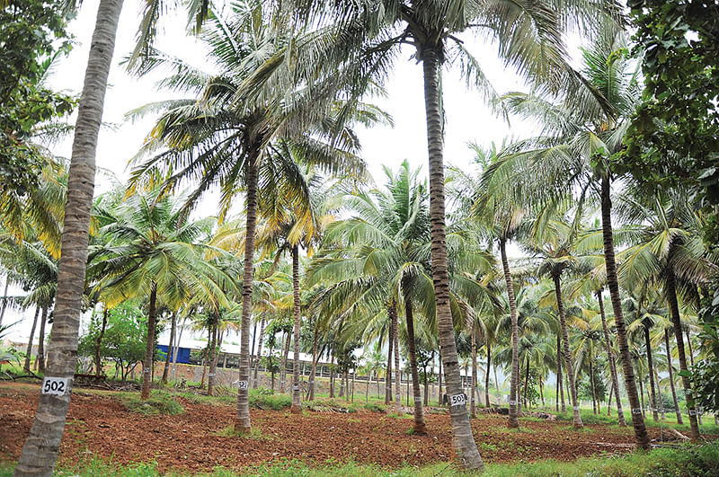 தென்னை