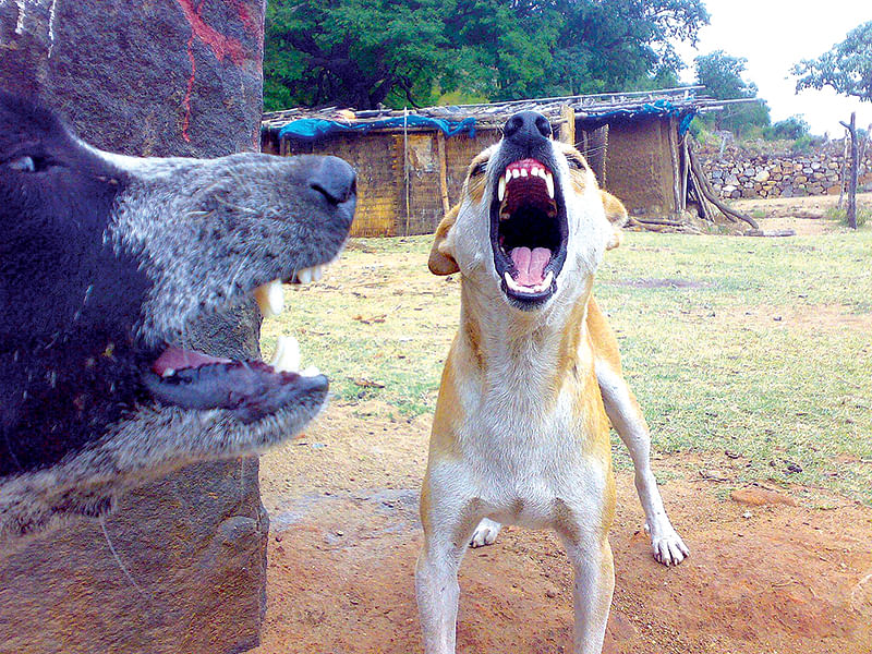 நாய்