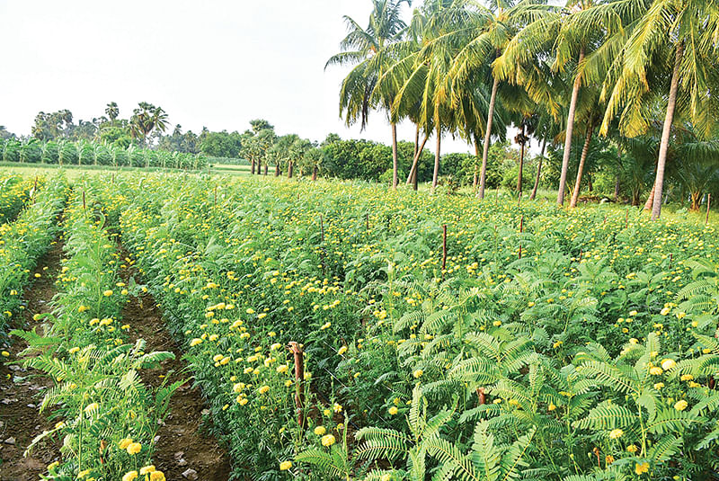செண்டுமல்லித் தோட்டம்