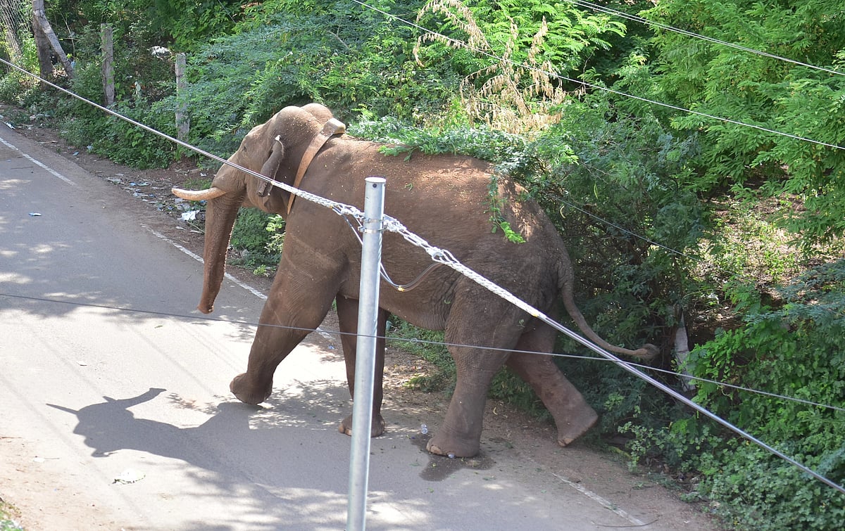 கம்பம்: `அரிசி கொம்பன் யானை தாக்கியதில்தான் உயிரிழந்தாரா முதியவர்?’ - வனவிலங்கு ஆர்வலர்கள் கேள்வி