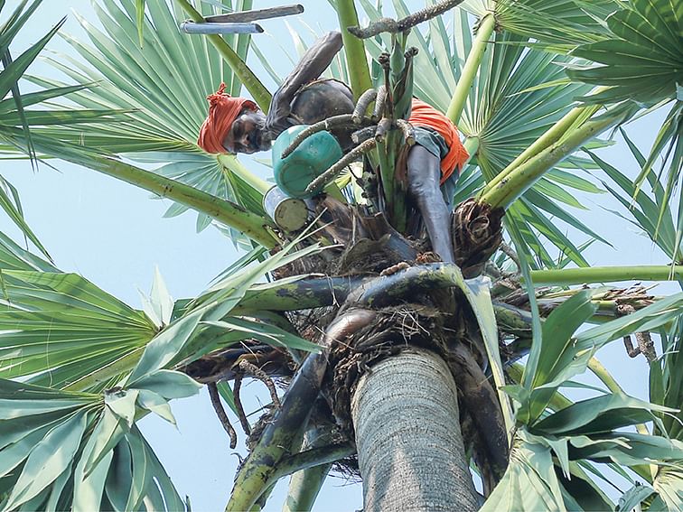 பகீர் கிளப்பும் கலப்பட பதநீர்...
பதறும் பனைத் தொழிலாளர்கள்!