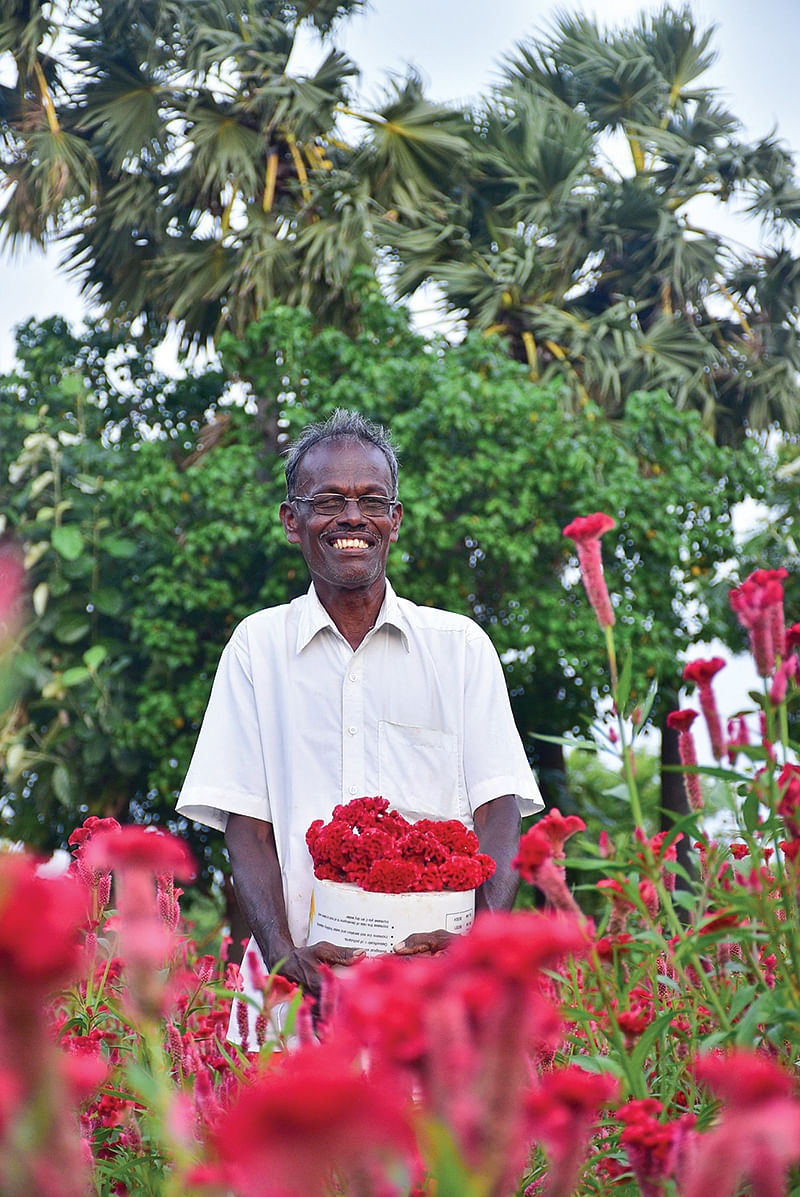 கோழிக்கொண்டைப்பூக்களுடன்