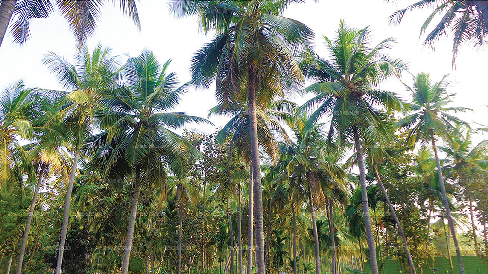 தென்னை