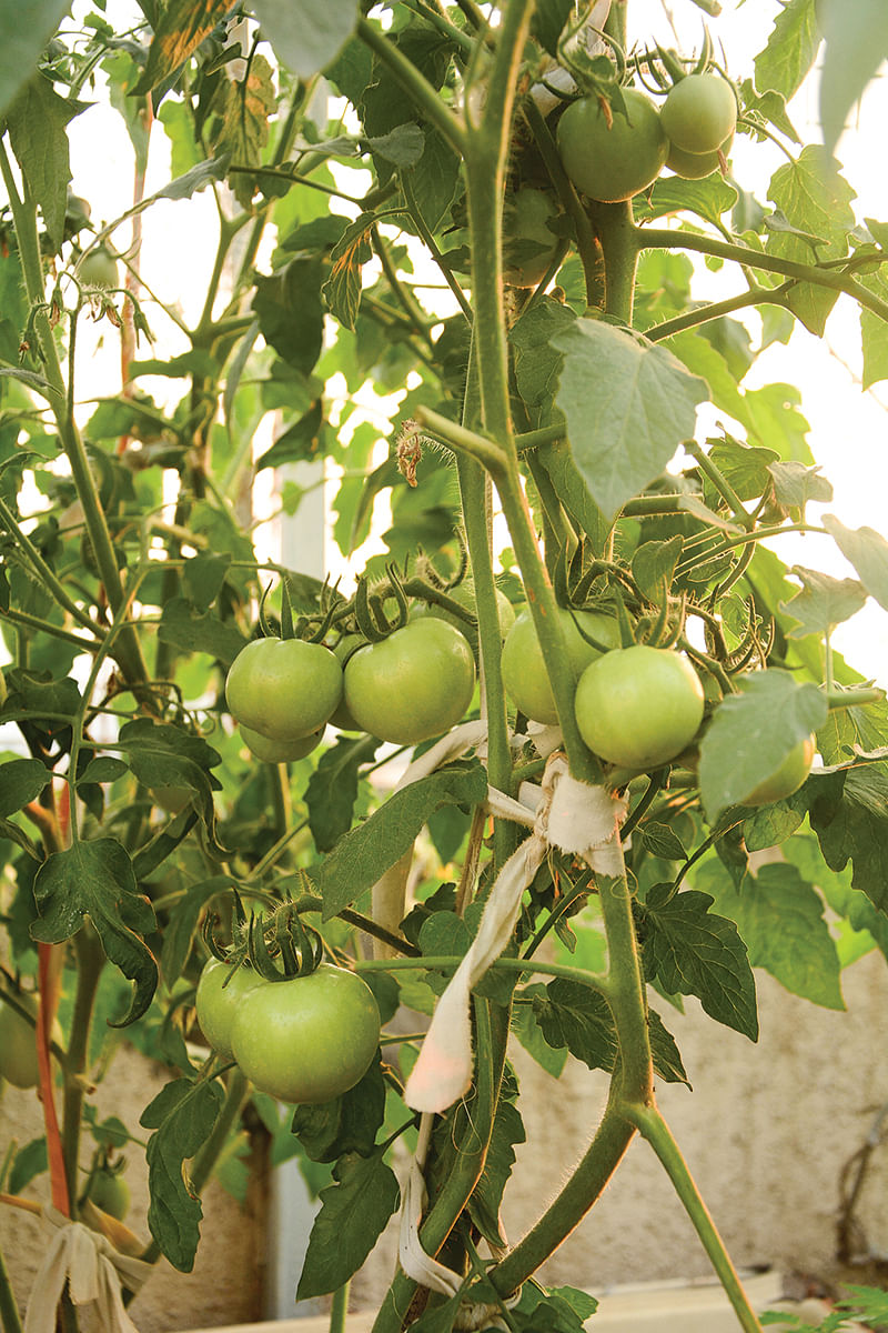 மாடித்தோட்டத்தில்