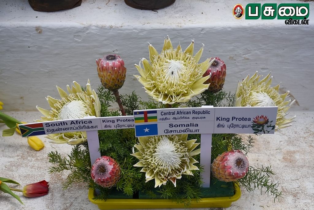 சோமாலியா